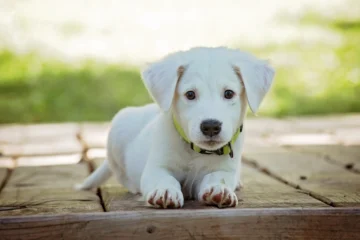 Free white labrador retriever puppy