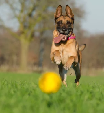 Brown dog playing yellow ball