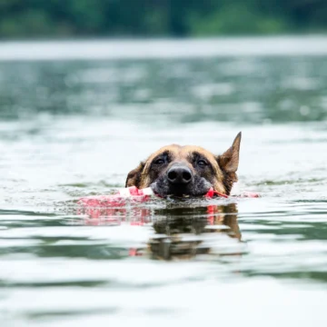 Labrador retriever grabbing red toy