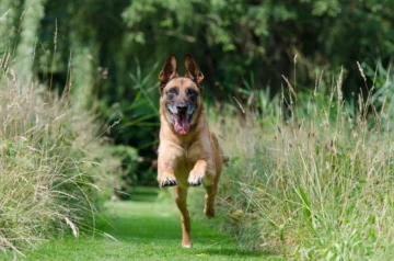 Free Belgian Shepherd Malinois image