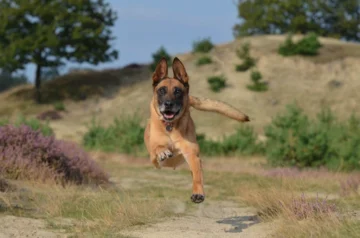 Free German shepherd dog running