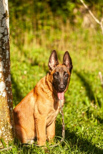 close up shot of a belgian malinois