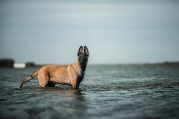 belgian malinois dog in water on sea shore