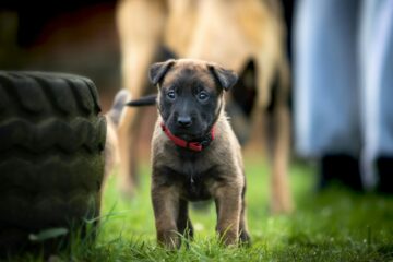 tan belgian malinois beside tire on grass field