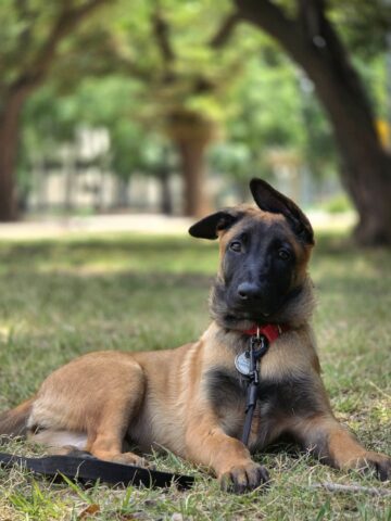 relaxed belgian malinois puppy in park setting