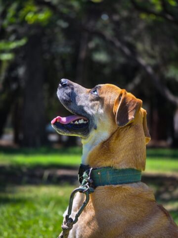 happy dog enjoying a sunny day outdoors