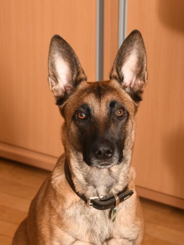 belgian shepherd malinois dog