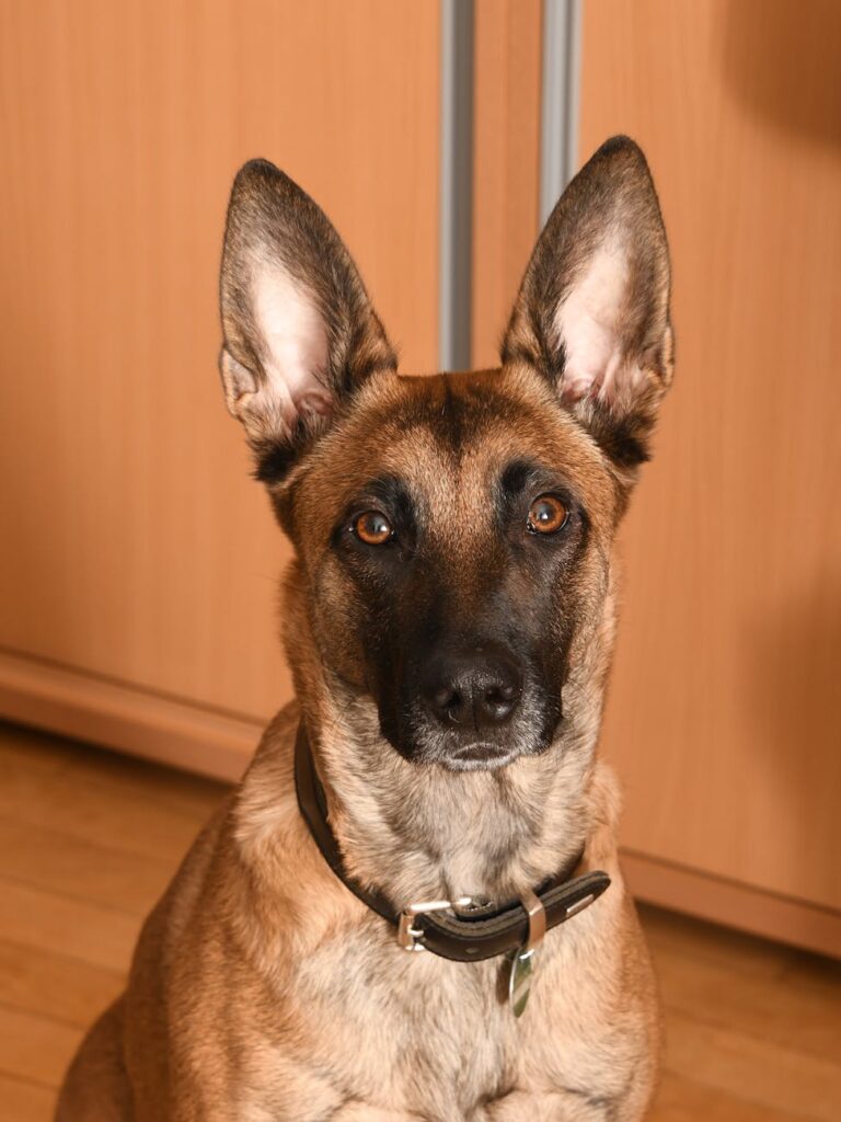 belgian shepherd malinois dog