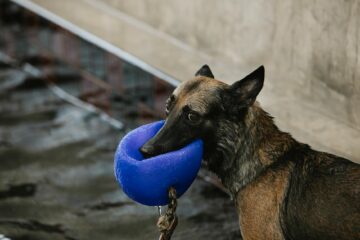 german shepherd playing with buoy against pool