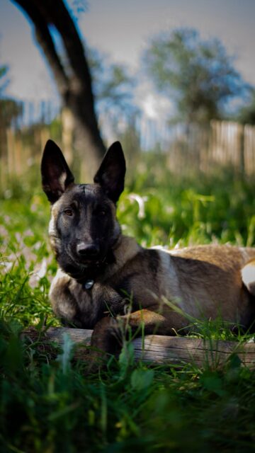 brown and black short coated dog lying on green grass