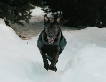 black dog walking on the snow covered ground
