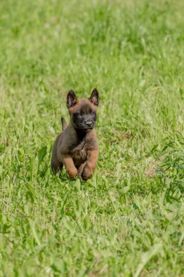 close up photo of belgian malinois puppy