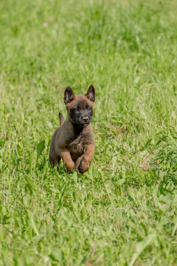 close up photo of belgian malinois puppy