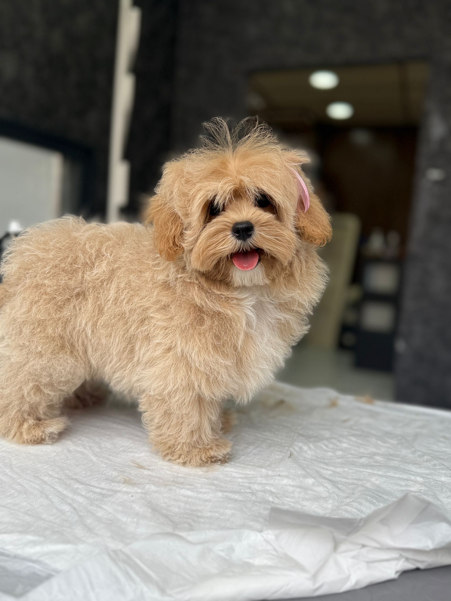 WhatsApp Image 2026-01-23 at 19.10.01 (1)