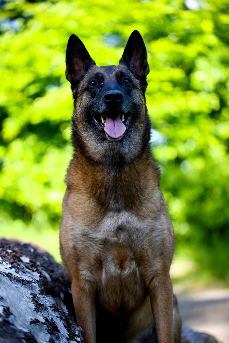 german shepherd dog in lush outdoor setting