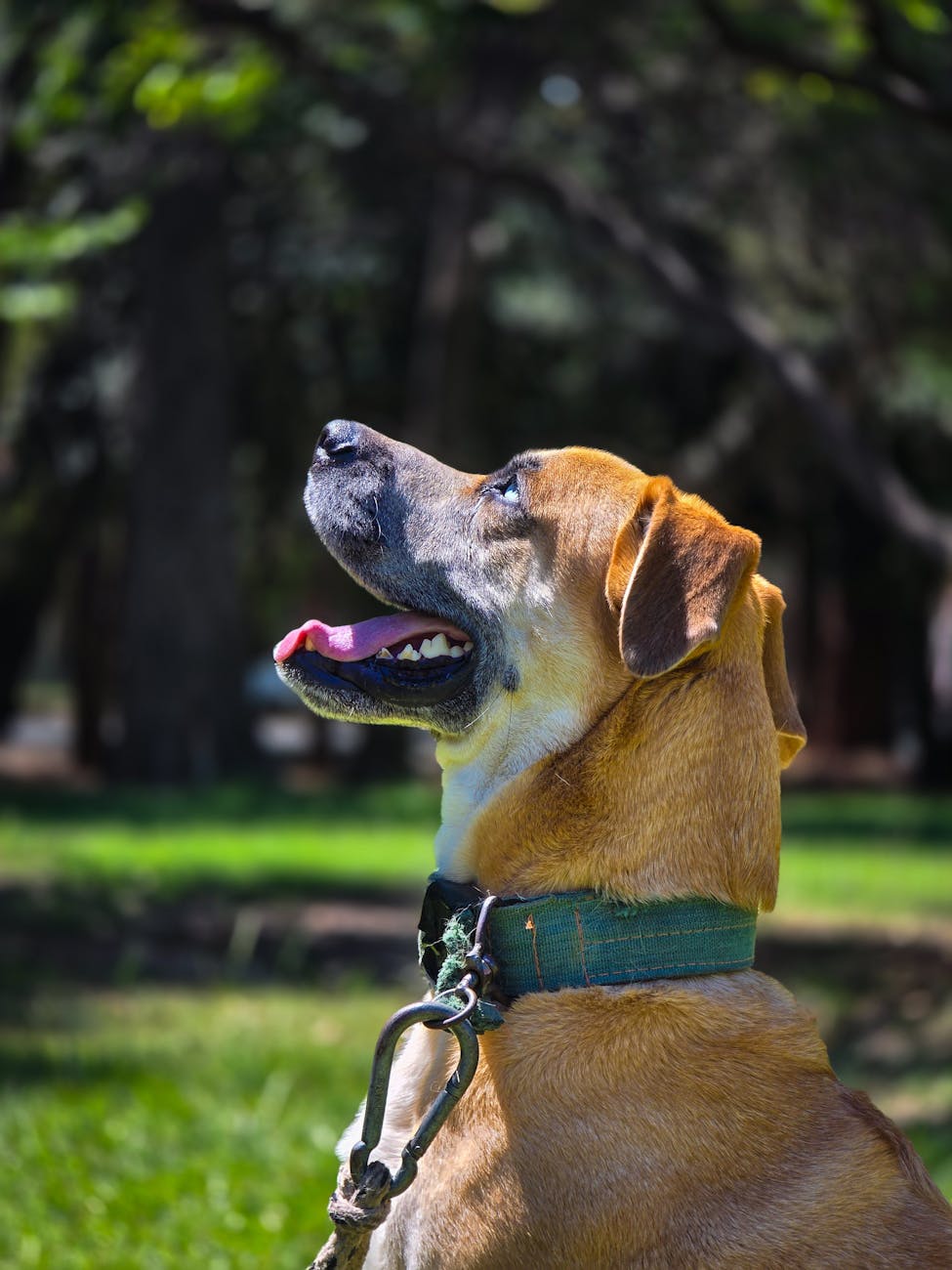happy dog enjoying a sunny day outdoors