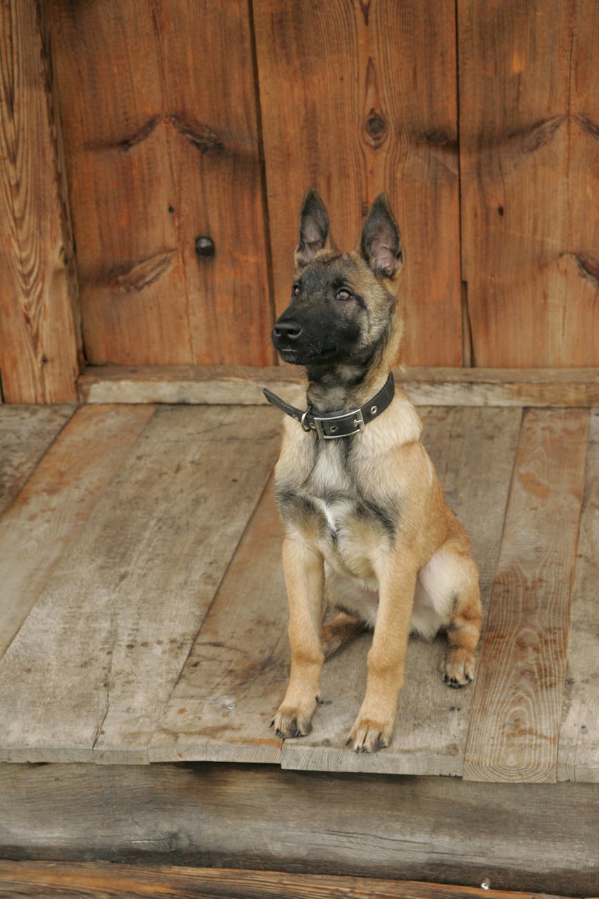 german shepherd puppy waiting by front door