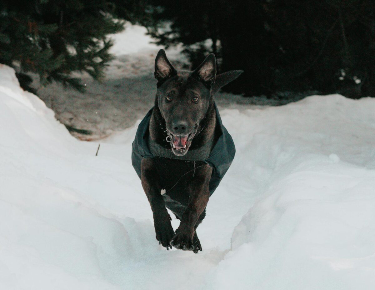 black dog walking on the snow covered ground