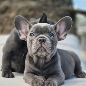 French Bulldog