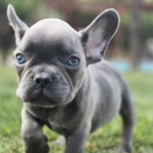French Bulldog