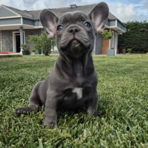 French Bulldog