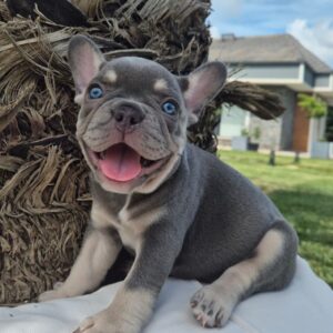 French Bulldog
