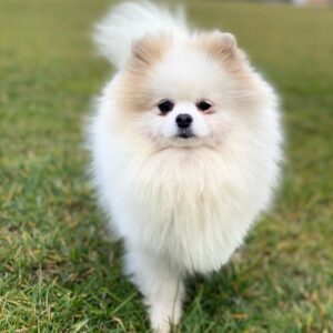 Pomeranian