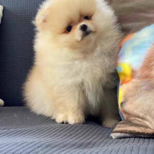Pomeranian