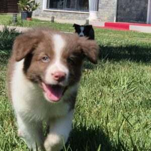 Border Collie